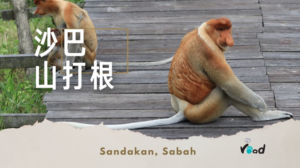 长鼻猴在保育中心