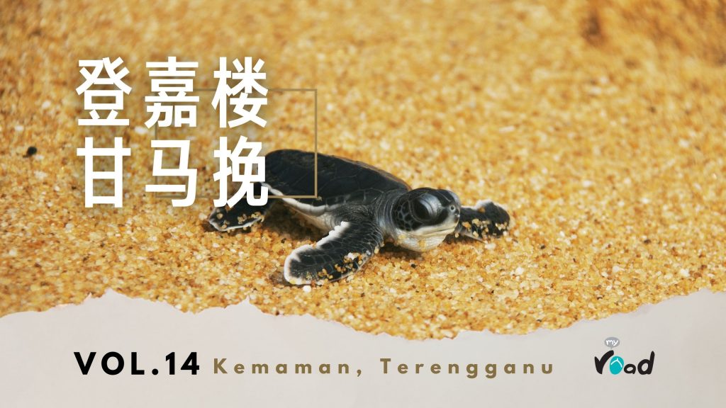 登嘉楼海龟 2 视频封面