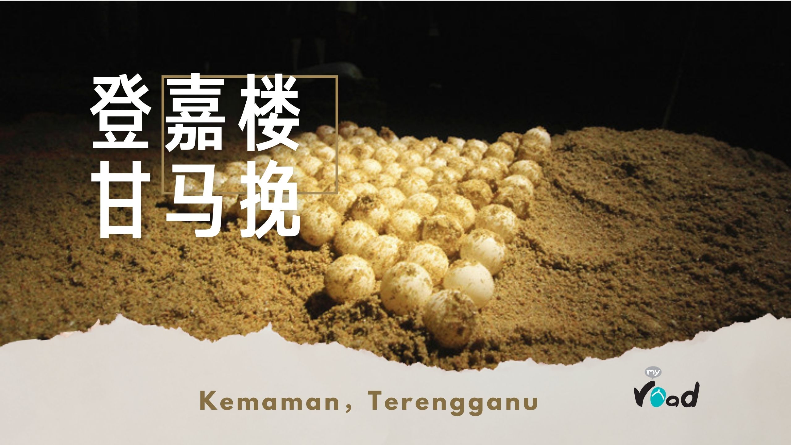 登嘉楼：有能力建熊猫馆，为何却没有能力好好保护海龟？