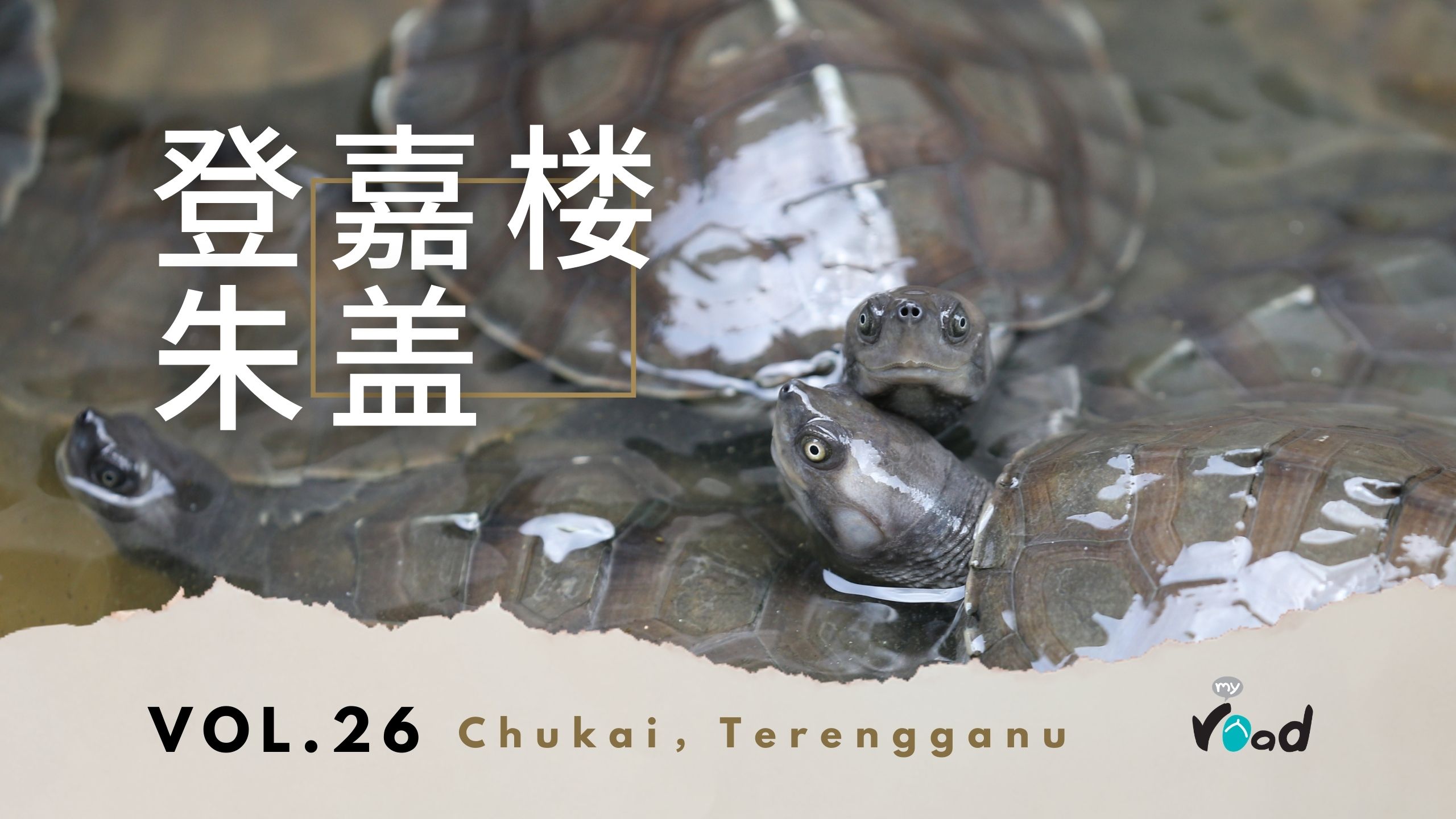 登嘉楼：淡水龟保育  Terengganu – Terrapin Conservation